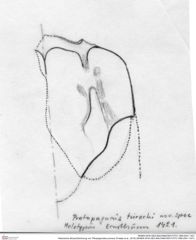 Historische Skizze/Zeichnung von Tithopaguristes porosus (Fraaije et al., 2019) (NHMW-AFW-GEO-BACHMAYER-FOTO-1990-0041-1421)